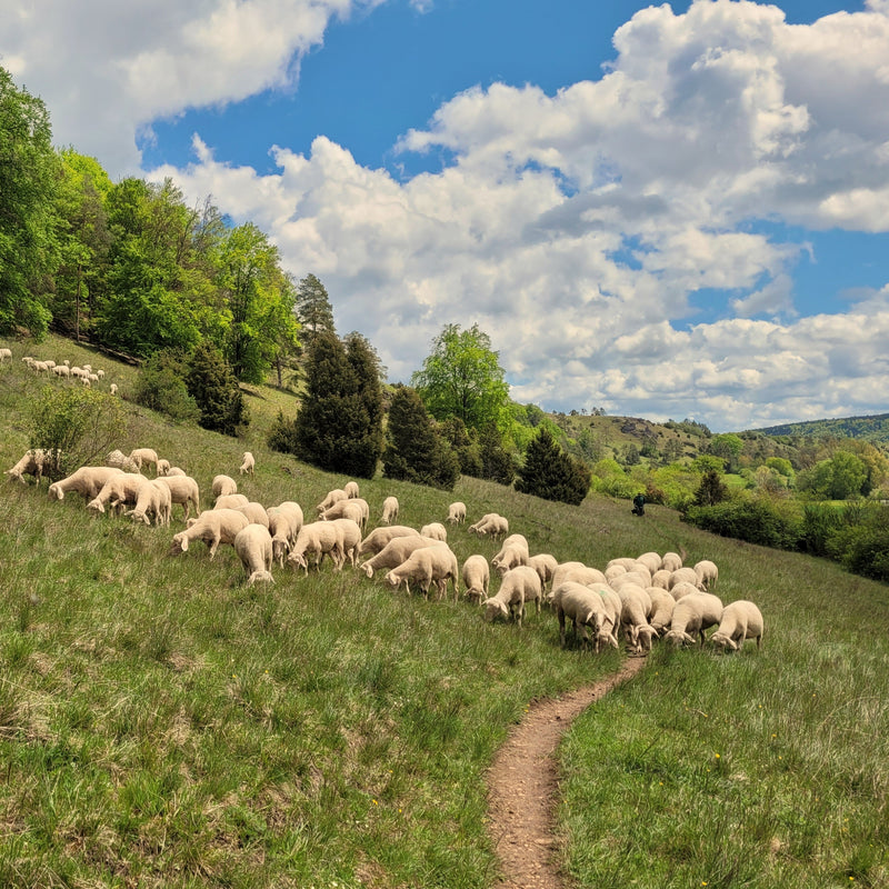 Bild der Gungoldinger Wacholderheide mit Schafen und einem Schäfer