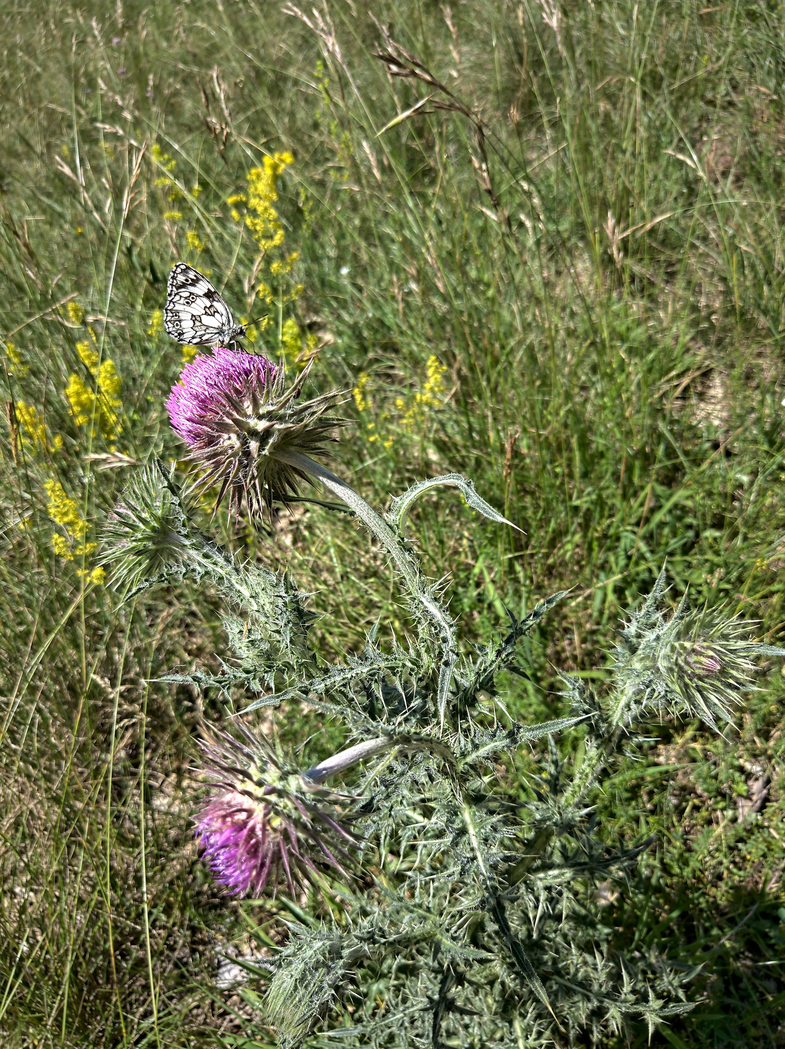 Bild mit einem Schmetterling auf einer Distel im Altmühltal