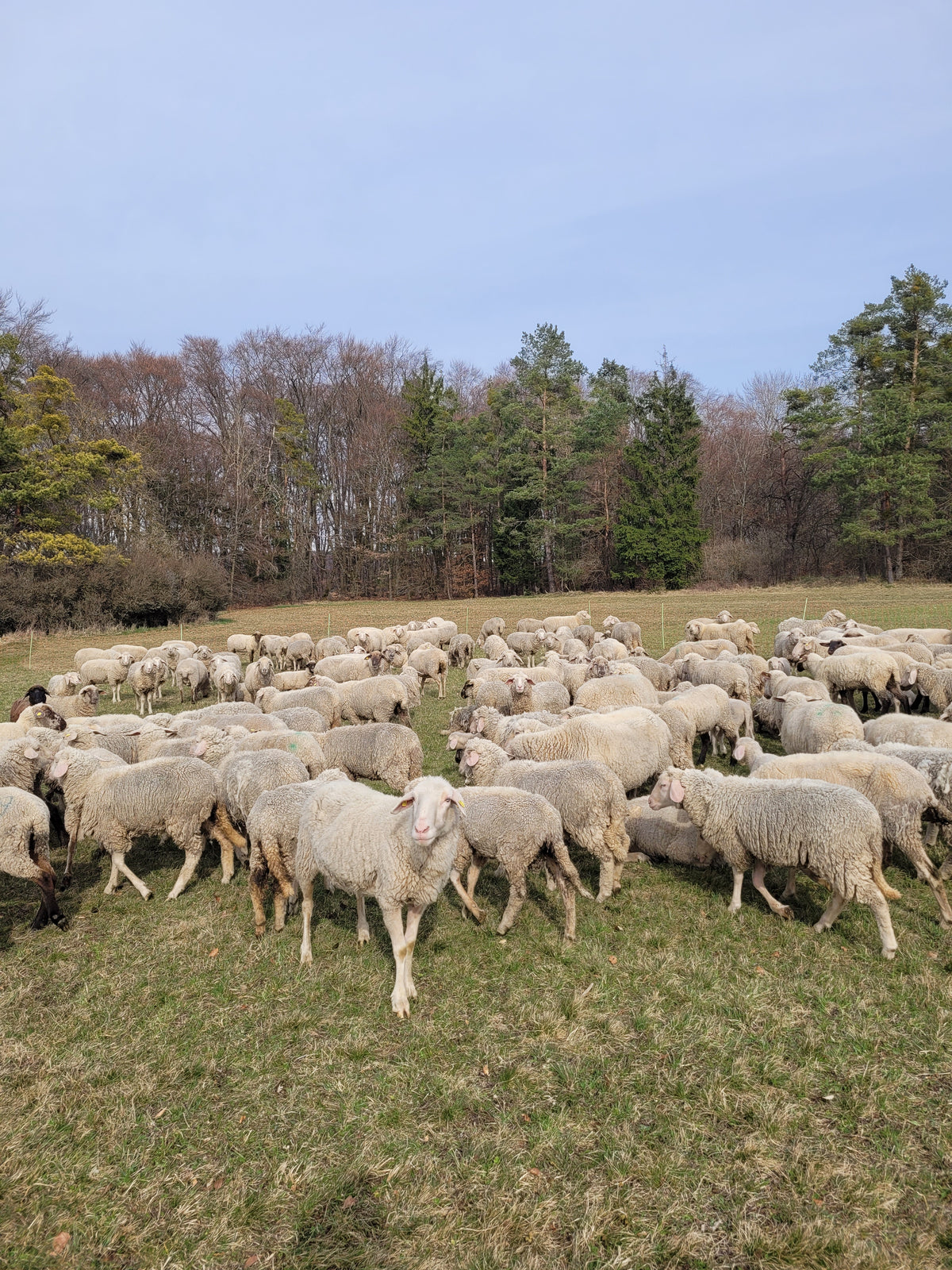 Bild mit Merinolandschafen auf dem Lintlberg in Riedenburg