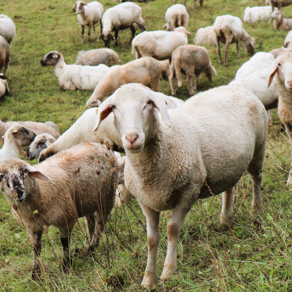 Merinolandschafe auf Wiese im Altmühltal