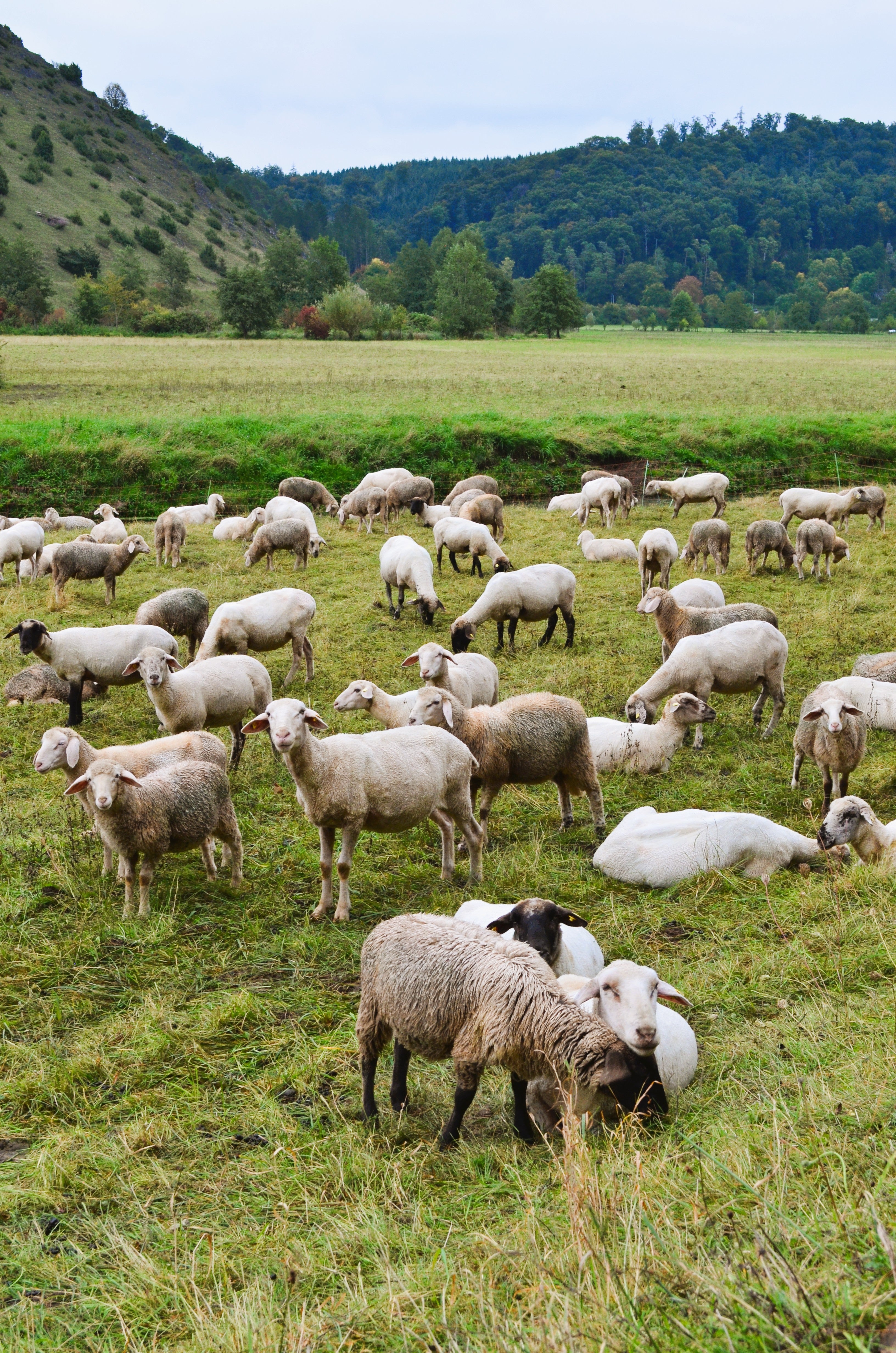 Bild mit Schafherde im Altmühltal